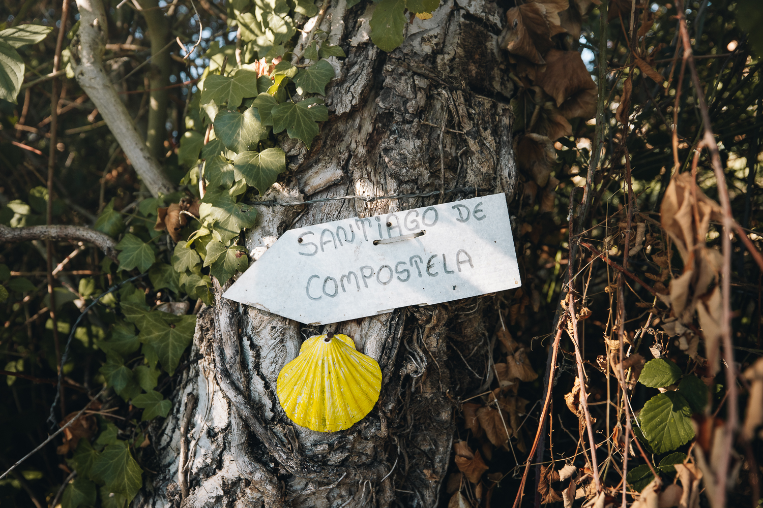 Roanne, sur les chemins de Saint-Jacques-de-Compostelle